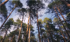 The Forest